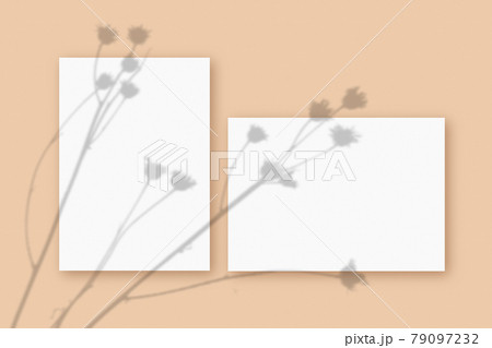 Natural light casts shadows from the plant on two sheets of white textured paper format, lying on a beige textured background. Mockup Natural light casts shadows from the plant on two sheets of white textured paper format, lying on a beige textured background. Mockup 79097232