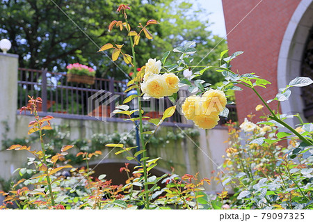 神戸布引ハーブ園 神戸布引ハーブ園 79097325