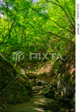 木漏れ日のロックガーデン 御岳山 木漏れ日のロックガーデン 御岳山 79097459