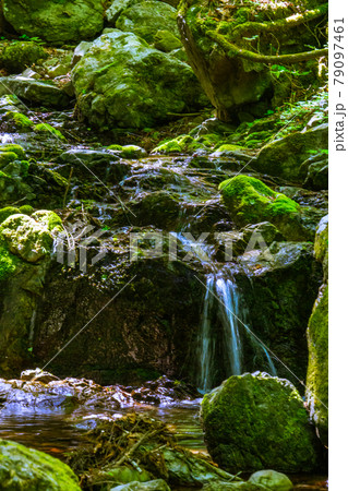 春のロックガーデン 新緑 渓流 春のロックガーデン 新緑 渓流 79097461