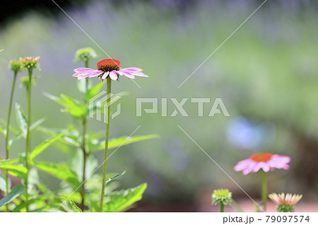 神戸布引ハーブ園 神戸布引ハーブ園 79097574