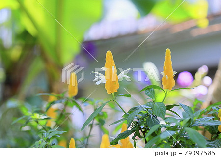 神戸布引ハーブ園 79097585