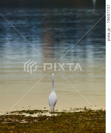 Back view of a white crane on the shore of a lake, symmetrical calm picture with meditative effect, zen-like Back view of a white crane on the shore of a lake, symmetrical calm picture with meditative effect, zen-like 79097737