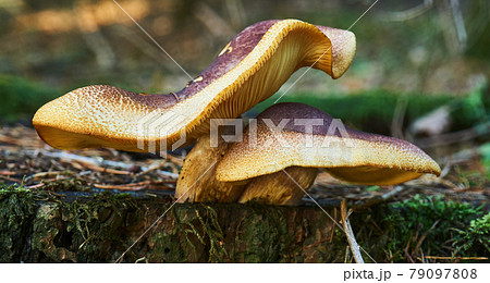 Two closely grown mushrooms, which are laid on top of each other like waves because of the square mantel. Two closely grown mushrooms, which are laid on top of each other like waves because of the square mantel. 79097808