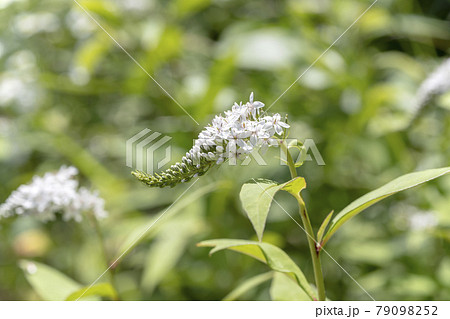 道端に咲いている雑草 オカトラノオ の写真素材