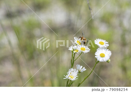 ヒメジョオンの花の蜜を吸うハチ ヒメジョオンの花の蜜を吸うハチ 79098254