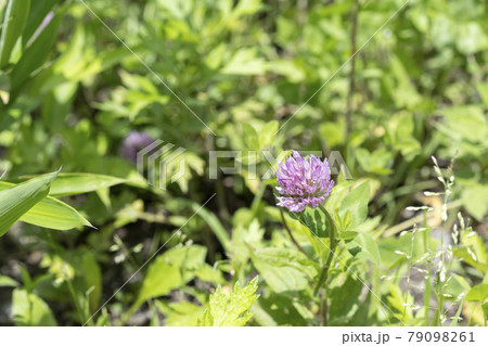 道端に咲く雑草の花(ムラサキツメクサ) 道端に咲く雑草の花(ムラサキツメクサ) 79098261