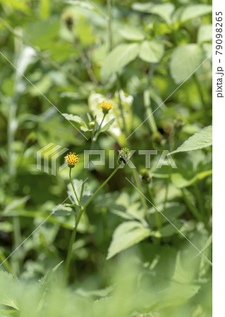 空き地や草むらに生えている雑草の花（コセンダングサ） 79098265