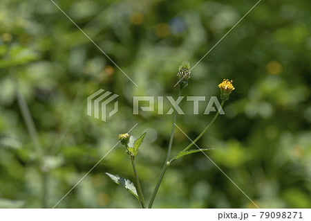 空き地や草むらに生えている雑草の花（コセンダングサ） 79098271