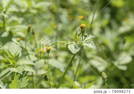 空き地や草むらに生えている雑草の花（コセンダングサ） 79098273
