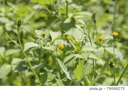 空き地や草むらに生えている雑草の花(コセンダングサ) 空き地や草むらに生えている雑草の花(コセンダングサ) 79098275
