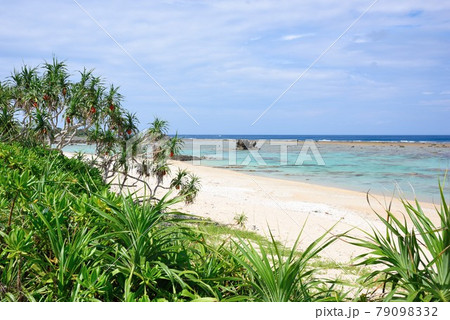 奄美大島　鮮やかに実るアダンと青い海　 79098332