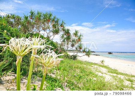 奄美大島 鮮やかに実るアダンと青い海 奄美大島 鮮やかに実るアダンと青い海 79098466