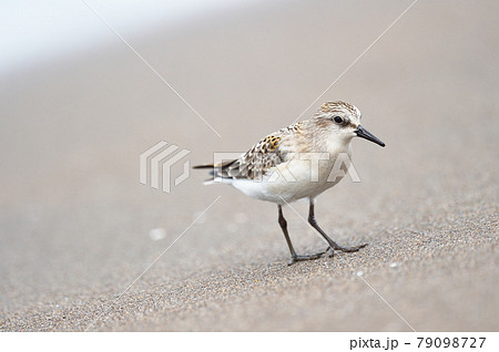 海岸の浜辺を歩くトウネン（北海道） 79098727