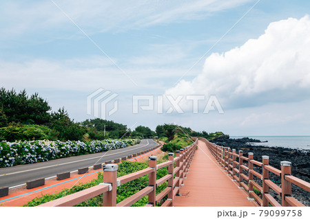 Jongdal-ri beach hydrangea flowers road in Jeju Island, Korea 79099758