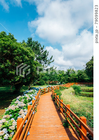 Honinji Pond hydrangea flower garden in Jeju Island, Korea Honinji Pond hydrangea flower garden in Jeju Island, Korea 79099823