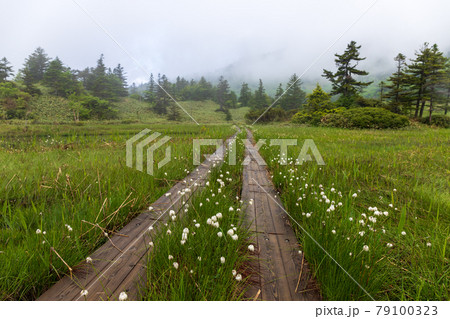 朝霧に包まれる初夏の芳ヶ平湿原 79100323