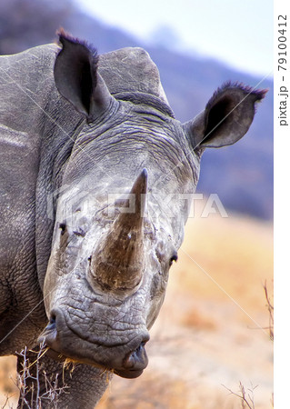 White Rhinoceros, Khama Rhino Sanctuary, Botswana 79100412