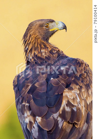 Golden Eagle, Mediterranean Forest, Spain . Golden Eagle, Mediterranean Forest, Spain . 79100414
