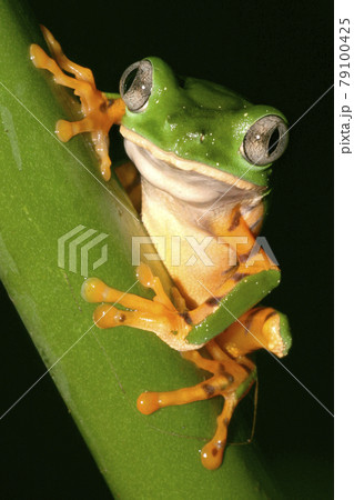 Tiger-Striped Leaf Frog, Napo River Basin, Amazonia, Ecuador Tiger-Striped Leaf Frog, Napo River Basin, Amazonia, Ecuador 79100425