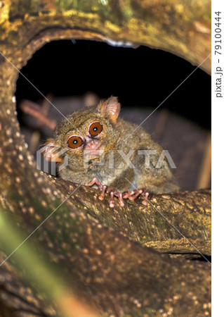 Spectral Tarsier, Tangkoko Nature Reserve, Indonesia 79100444