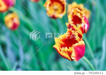 Bright flowers of tulips on a tulip field on a sunny morning 79100511