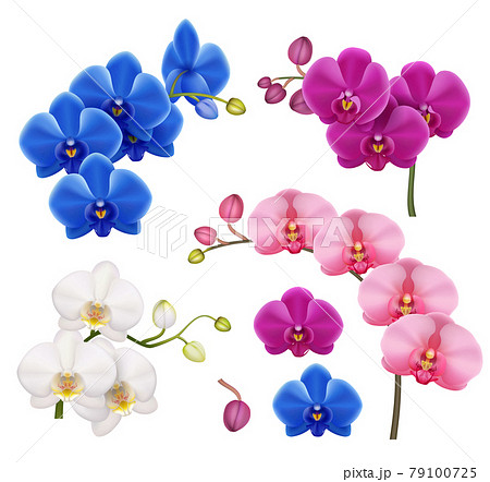 Orchids realistic. Exotic flowers botanical illustration tropical floral vector collection decent colored pictures isolated Orchids realistic. Exotic flowers botanical illustration tropical floral vector collection decent colored pictures isolated 79100725