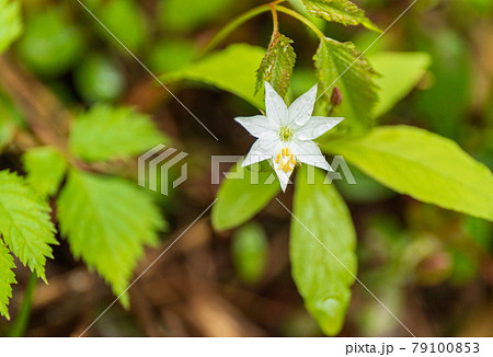芳ヶ平湿原の高山植物(ツマトリ草) 79100853