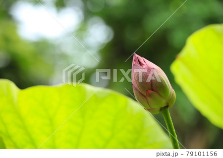 蓮の蕾 79101156