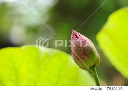 蓮の蕾 79101164