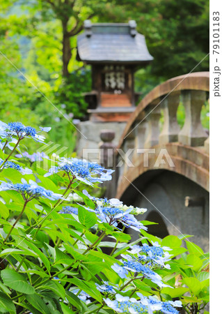 放光寺のあじさい 放光寺のあじさい 79101183