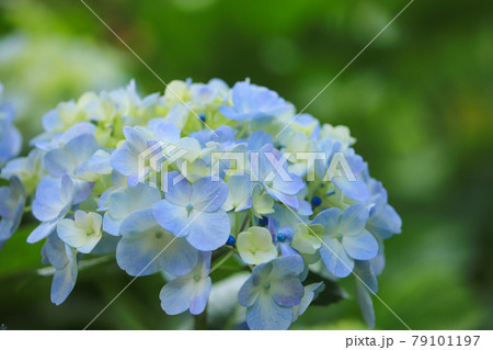 放光寺のあじさい 放光寺のあじさい 79101197