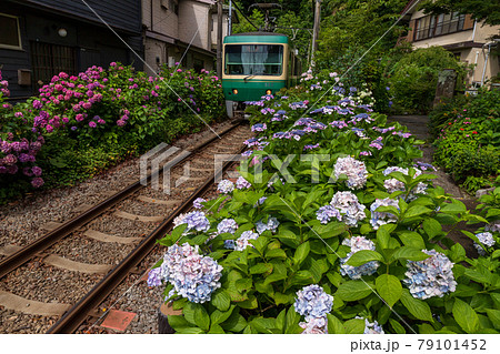 鎌倉の紫陽花と江ノ電 79101452