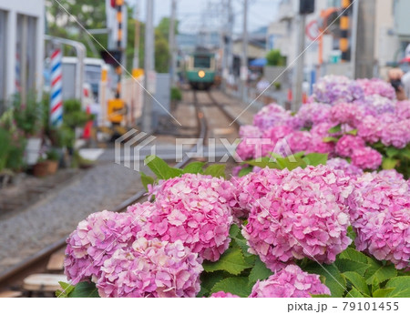 鎌倉の紫陽花と江ノ電 79101455