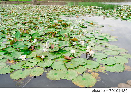 ハス　ハスの葉　ハスの花　蓮　蓮葉　蓮の花　蓮の葉　花　葉　葉っぱ 79101482