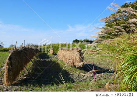 国営明石海峡公園神戸地区　あいな里山公園　白拍子棚田 79101501