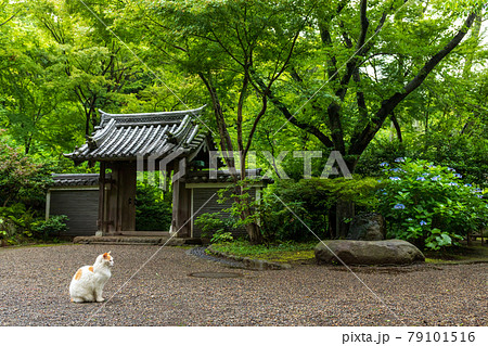 梅雨時の横浜三渓園 79101516