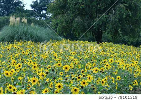 太陽の花 太陽の花 79101519