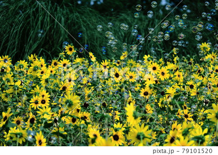 太陽の花 79101520