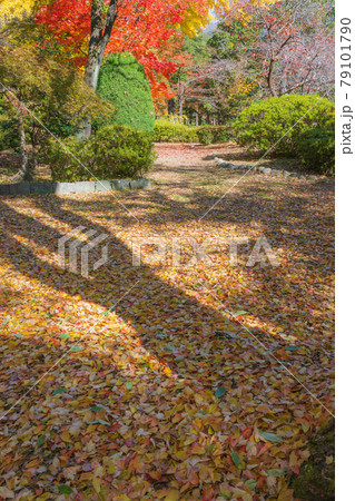 エンジュの木陰と紅葉 上田城跡公園 の写真素材