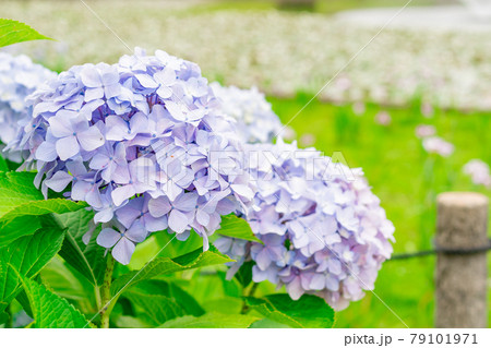 あじさい アジサイ 紫陽花 花 お花 6月 梅雨 公園の写真素材