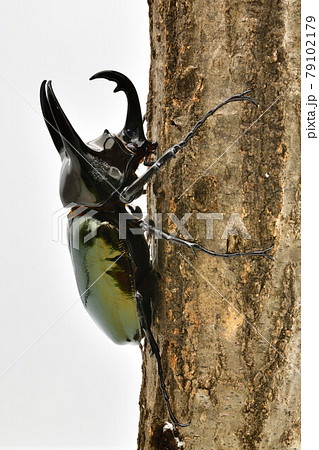 コーカサスオオカブト 79102179