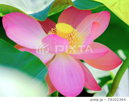 日影の花 日影の花 79102364