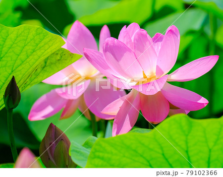 ピンクの花びら 79102366