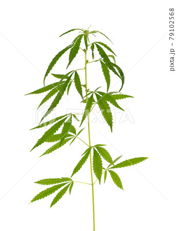 Marijuana plant isolated on white background. Hemp leaf close up. Cannabis green leaf. Marijuana plant isolated on white background. Hemp leaf close up. Cannabis green leaf. 79102568
