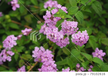 ランタナ（コバノランタナ　自然質感） 79102616