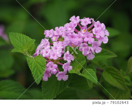 ランタナ（コバノランタナ　自然質感） 79102643