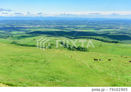青空のナイタイ高原牧場 79102905