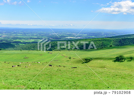 青空のナイタイ高原牧場 79102908