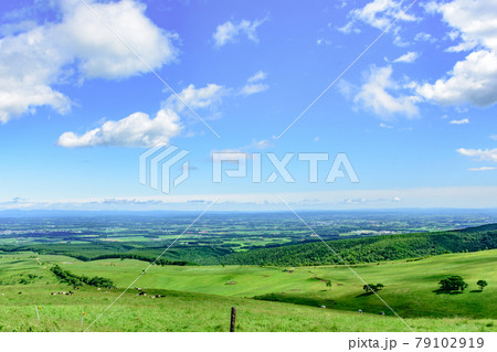 青空のナイタイ高原牧場 79102919